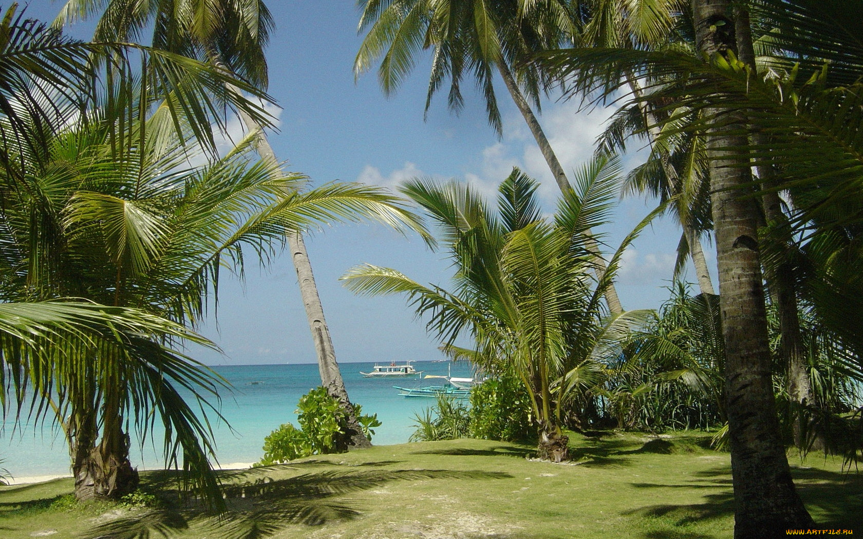 природа пальмы море